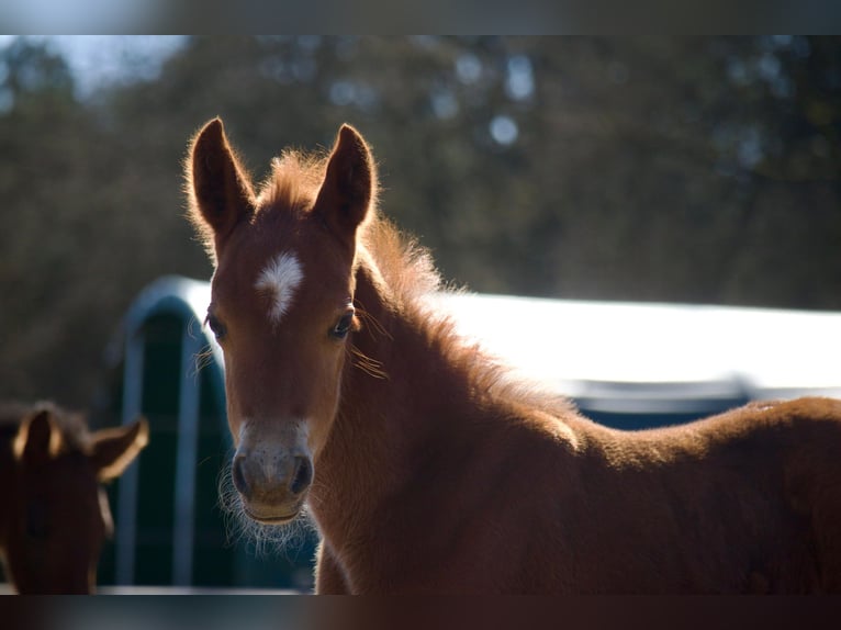 German Riding Pony Stallion Foal (03/2025) 14,1 hh in Jesteburg