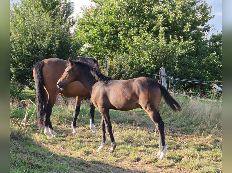 German Riding Pony Stallion Foal (03/2025) 14,2 hh Bay-Dark in Twistetal