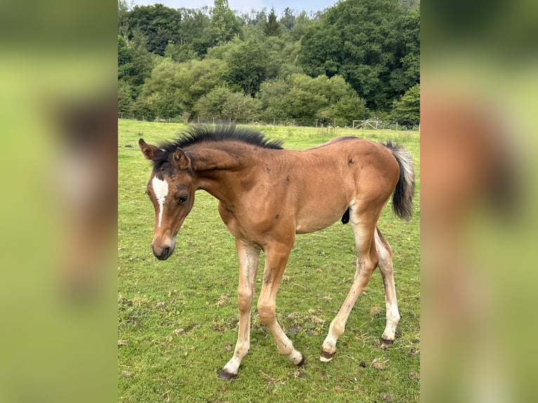 German Riding Pony Stallion Foal (05/2025) 14,2 hh Bay in Pencader