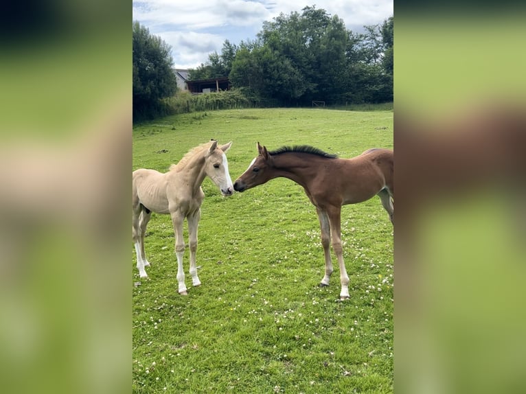 German Riding Pony Stallion Foal (05/2025) 14,2 hh Bay in Pencader