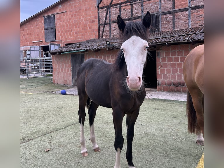 German Riding Pony Mix Stallion Foal (01/2025) 14,2 hh Black in Burghaun