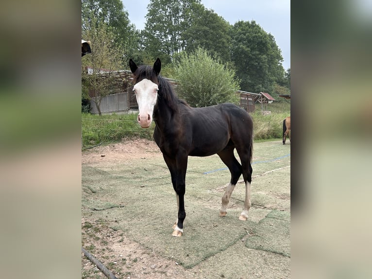 German Riding Pony Mix Stallion Foal (01/2025) 14,2 hh Black in Burghaun