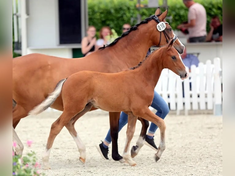 German Riding Pony Stallion Foal (04/2025) 14,2 hh Brown in Hamm