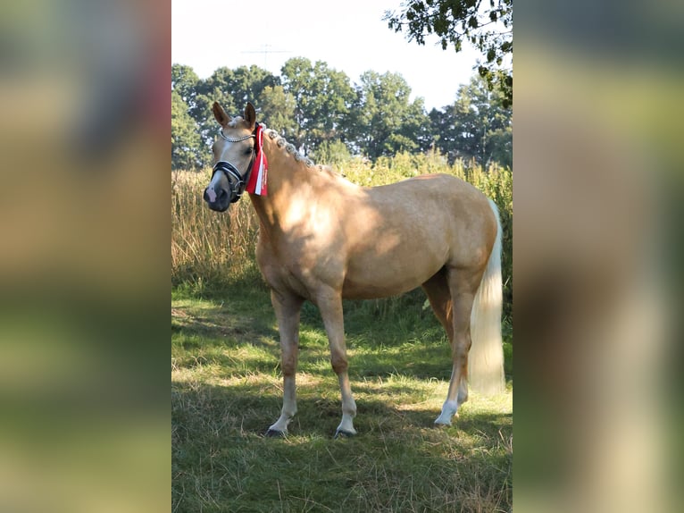 German Riding Pony Stallion Foal (04/2025) 14,2 hh Brown in Hamm
