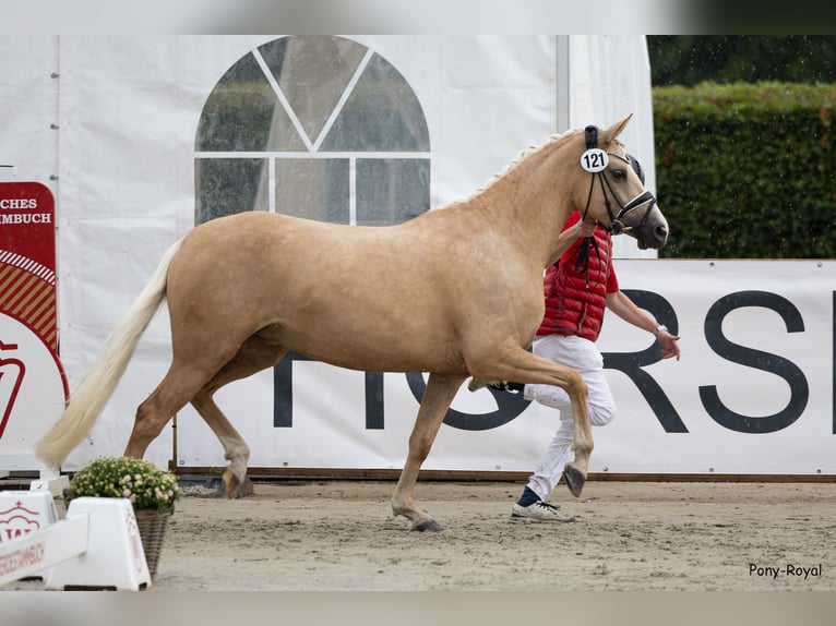 German Riding Pony Stallion Foal (04/2025) 14,2 hh Brown in Hamm