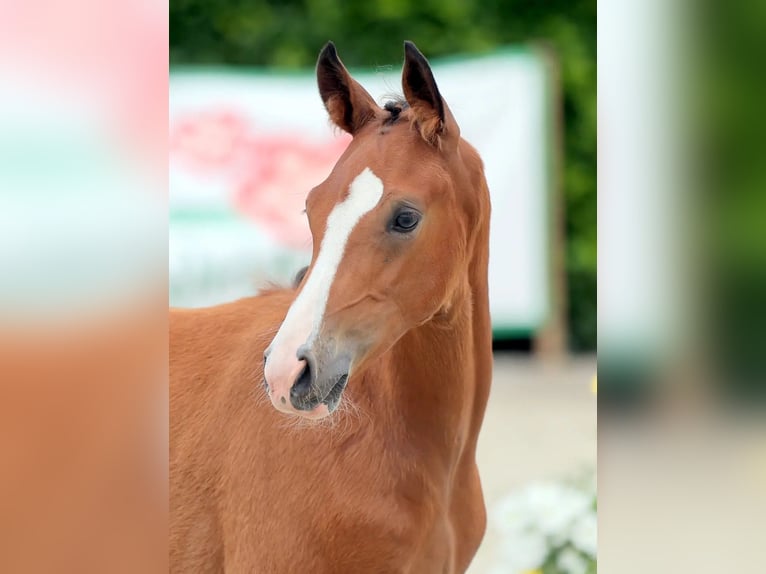 German Riding Pony Stallion Foal (04/2025) 14,2 hh Brown in Hamm