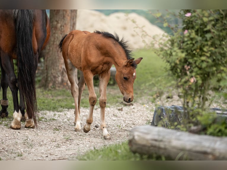 German Riding Pony Stallion Foal (04/2025) 14,2 hh Brown-Light in Manning