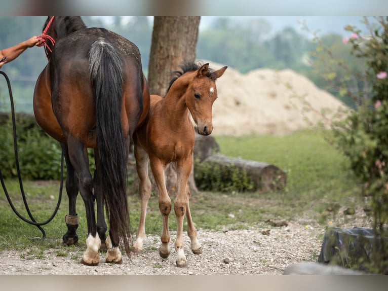 German Riding Pony Stallion Foal (04/2025) 14,2 hh Brown-Light in Manning