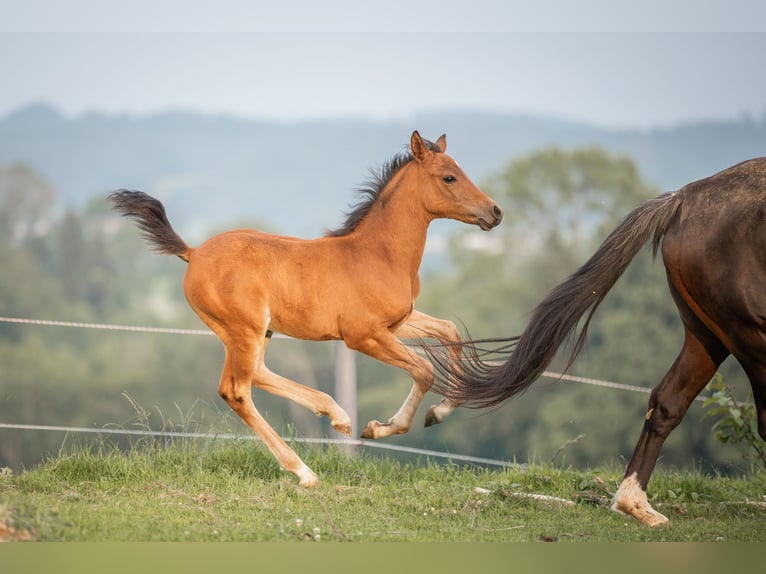 German Riding Pony Stallion Foal (04/2025) 14,2 hh Brown-Light in Manning