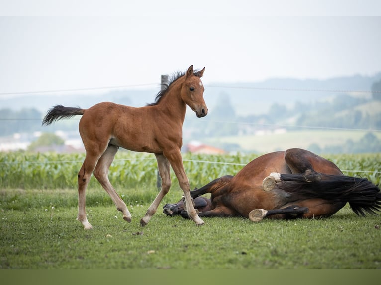 German Riding Pony Stallion Foal (04/2025) 14,2 hh Brown-Light in Manning