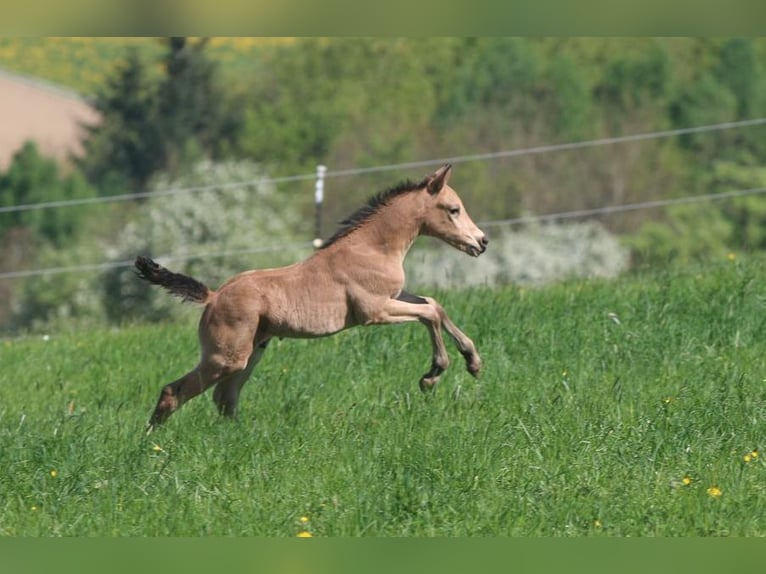 German Riding Pony Stallion  14,2 hh Buckskin in Strengberg