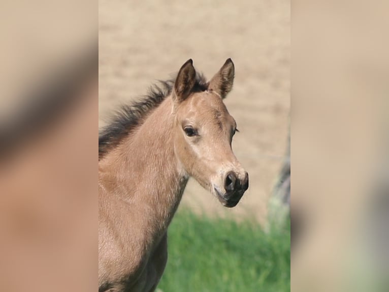 German Riding Pony Stallion  14,2 hh Buckskin in Strengberg