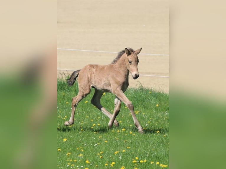 German Riding Pony Stallion  14,2 hh Buckskin in Strengberg