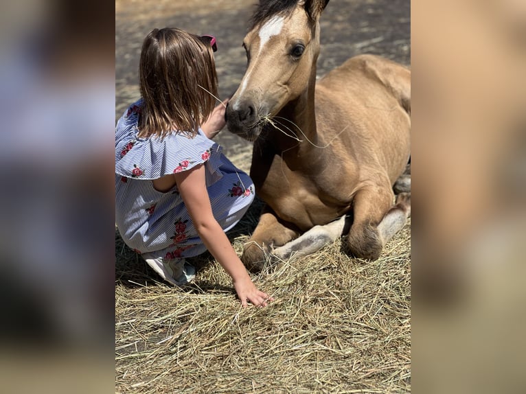 German Riding Pony Stallion Foal (05/2025) 14,2 hh Buckskin in Pitten