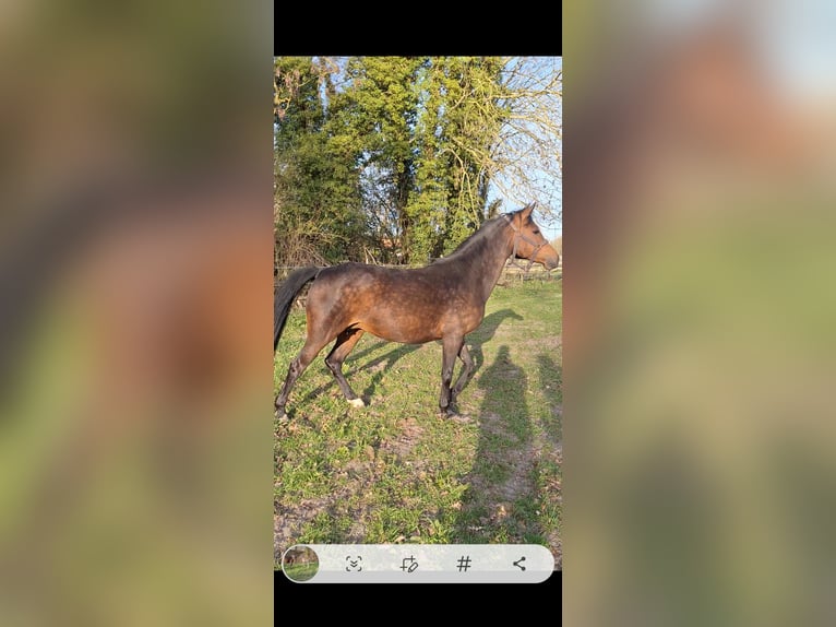 German Riding Pony Stallion Foal (03/2026) 14,2 hh Buckskin in Hagen im Bremischen