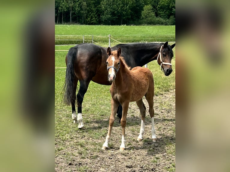 German Riding Pony Stallion  14,2 hh Chestnut in Neustadt an der Orla