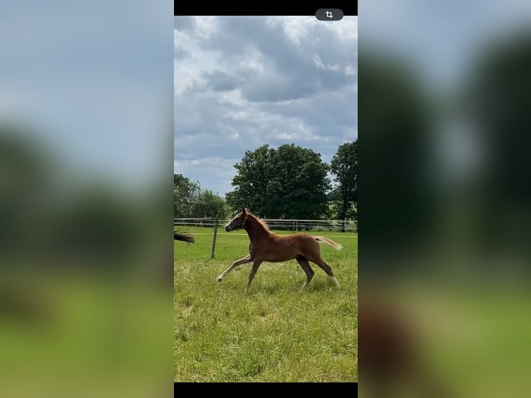 German Riding Pony Stallion  14,2 hh Chestnut in Neustadt an der Orla