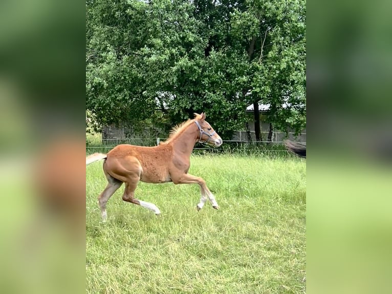 German Riding Pony Stallion  14,2 hh Chestnut in Neustadt an der Orla