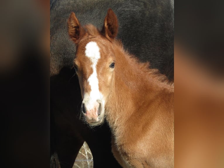German Riding Pony Stallion  14,2 hh Chestnut in Neustadt an der Orla
