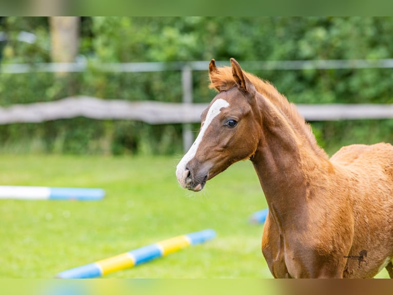 German Riding Pony Stallion Foal (05/2025) 14,2 hh Chestnut-Red in Dunum