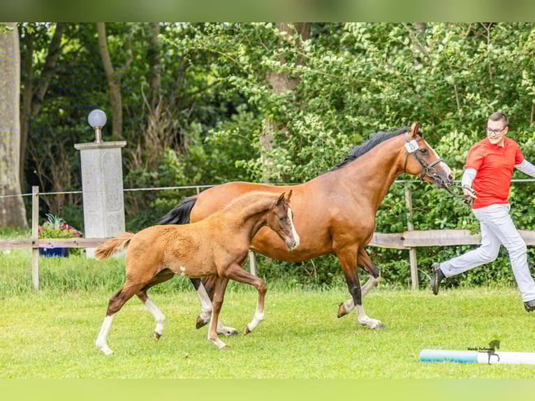 German Riding Pony Stallion Foal (05/2025) 14,2 hh Chestnut-Red in Dunum