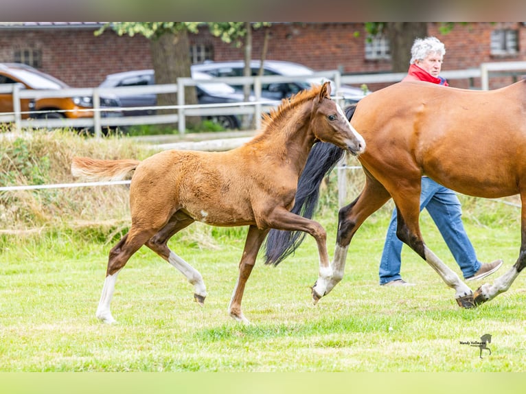German Riding Pony Stallion Foal (05/2025) 14,2 hh Chestnut-Red in Dunum
