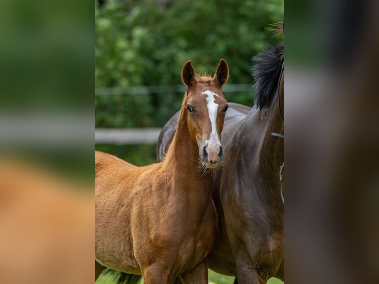 German Riding Pony Stallion Foal (03/2025) 14,2 hh Chestnut-Red in Esens