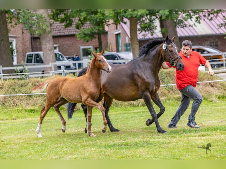 German Riding Pony Stallion Foal (03/2025) 14,2 hh Chestnut-Red in Esens
