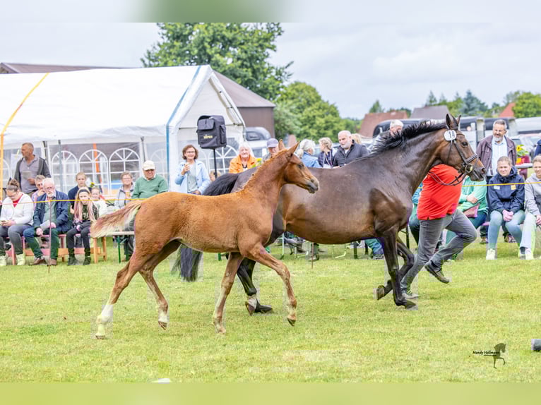 German Riding Pony Stallion Foal (03/2025) 14,2 hh Chestnut-Red in Esens