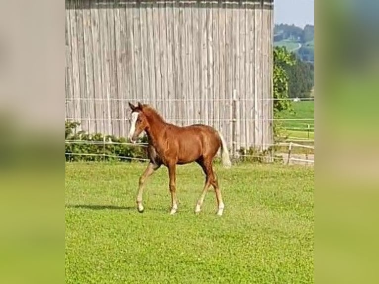 German Riding Pony Stallion Foal (05/2025) 14,2 hh Chestnut-Red in Vilsbiburg