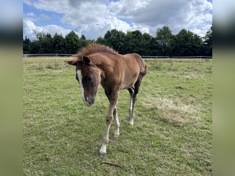 German Riding Pony Stallion Foal (05/2025) 14,2 hh Chestnut-Red in Falkenstein/Vogtland