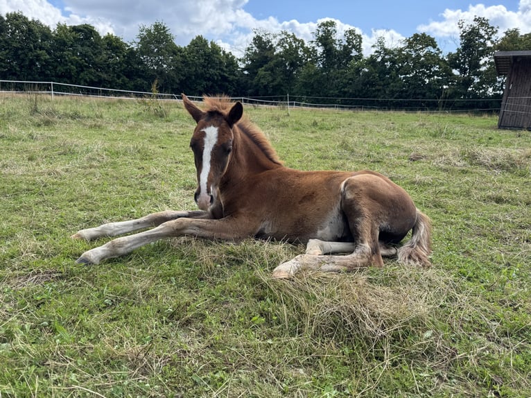 German Riding Pony Stallion Foal (05/2025) 14,2 hh Chestnut-Red in Falkenstein/Vogtland