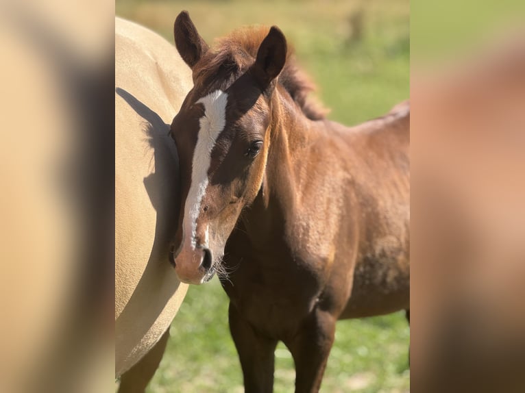 German Riding Pony Stallion Foal (05/2025) 14,2 hh Chestnut-Red in Falkenstein/Vogtland