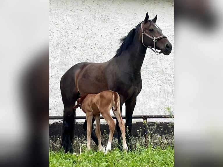 German Riding Pony Stallion Foal (05/2025) 14,2 hh Chestnut-Red in Stralsund