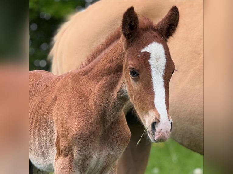 German Riding Pony Stallion  14,2 hh Chestnut-Red in Falkenstein/Vogtland