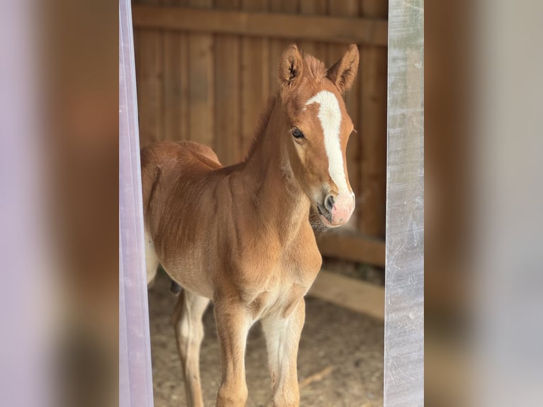 German Riding Pony Stallion  14,2 hh Chestnut-Red in Falkenstein/Vogtland