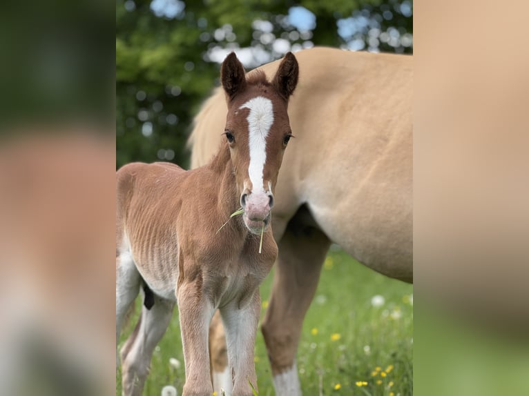German Riding Pony Stallion  14,2 hh Chestnut-Red in Falkenstein/Vogtland