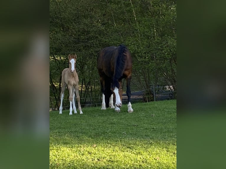 German Riding Pony Stallion Foal (01/2025) 14,2 hh Chestnut-Red in Flintbek