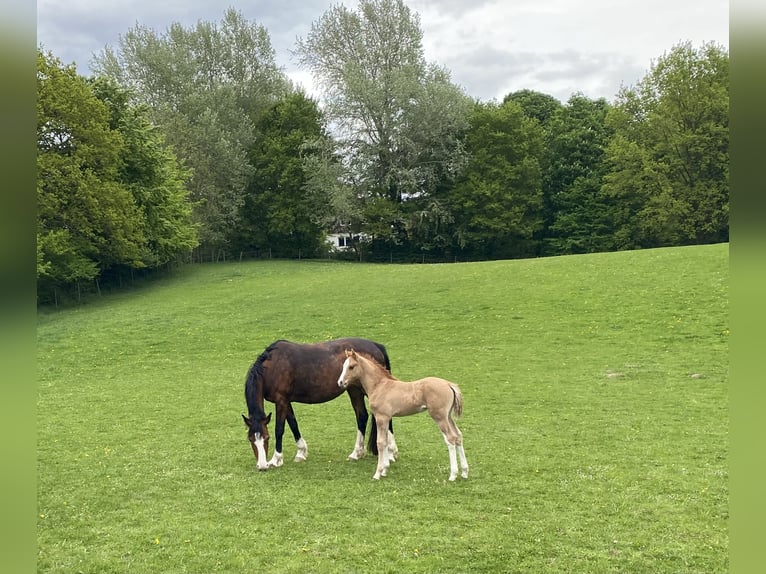 German Riding Pony Stallion Foal (01/2025) 14,2 hh Chestnut-Red in Flintbek