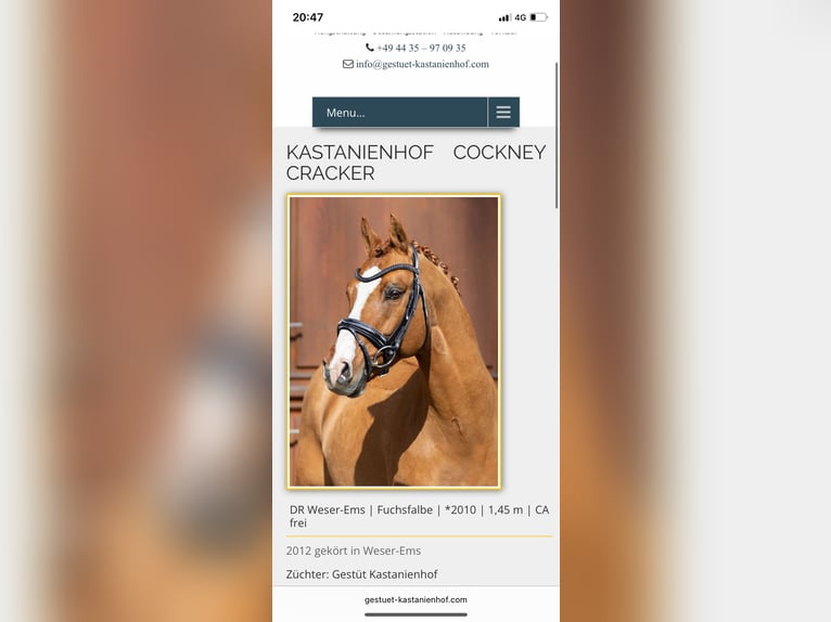 German Riding Pony Stallion Foal (01/2025) 14,2 hh Chestnut-Red in Flintbek