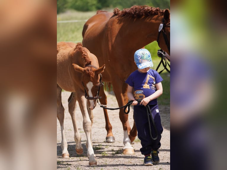 German Riding Pony Stallion  14,2 hh Chestnut-Red in Lindau
