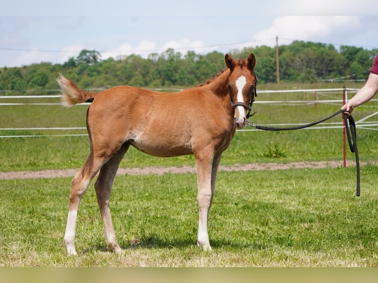 German Riding Pony Stallion  14,2 hh Chestnut-Red in Lindau