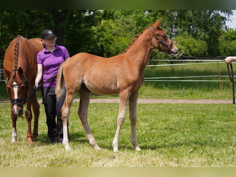 German Riding Pony Stallion  14,2 hh Chestnut-Red in Lindau