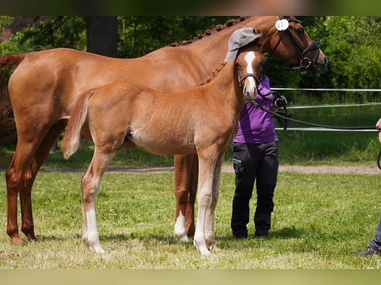 German Riding Pony Stallion  14,2 hh Chestnut-Red in Lindau
