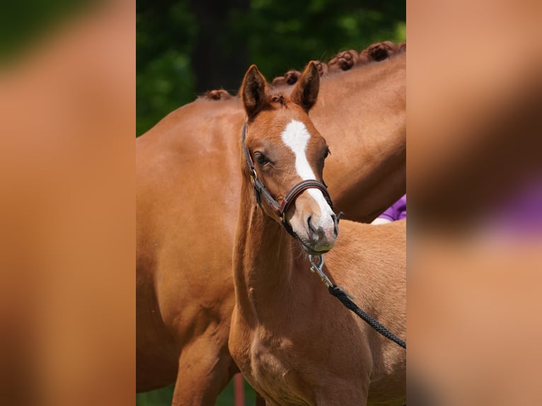 German Riding Pony Stallion  14,2 hh Chestnut-Red in Lindau
