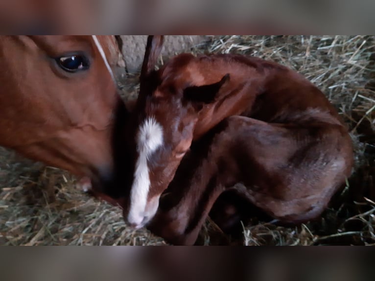 German Riding Pony Stallion  14,2 hh Chestnut-Red in Lindau