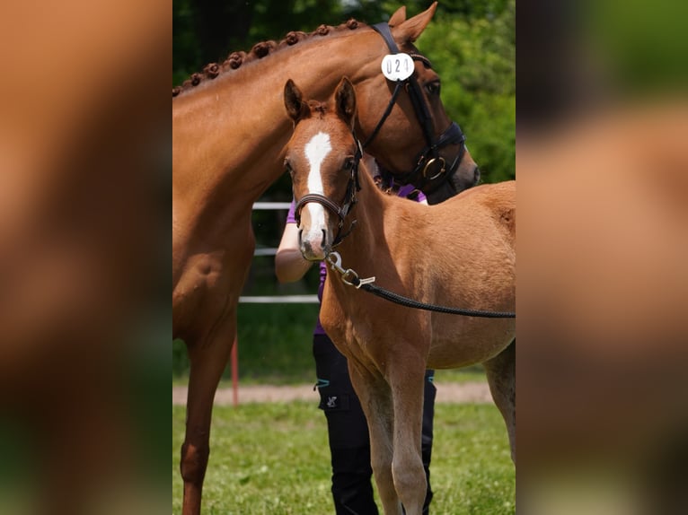German Riding Pony Stallion  14,2 hh Chestnut-Red in Lindau