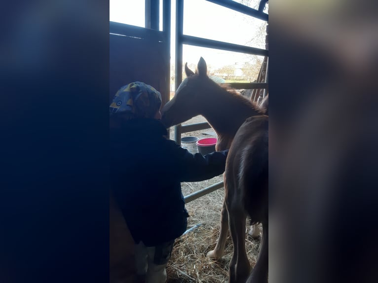 German Riding Pony Stallion  14,2 hh Dun in Walpernhain