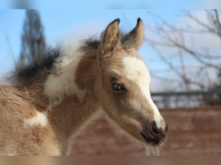 German Riding Pony Stallion  14,2 hh Pinto in Rees