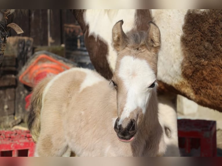 German Riding Pony Stallion  14,2 hh Pinto in Rees